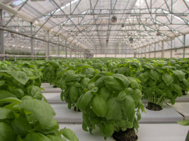 Agriculture