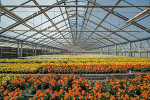 Agriculture
